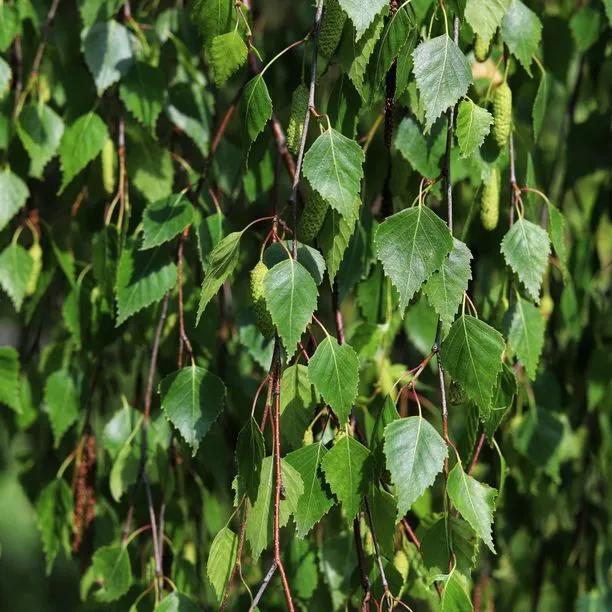 Birch Silver (Betula pendula) hedging 1